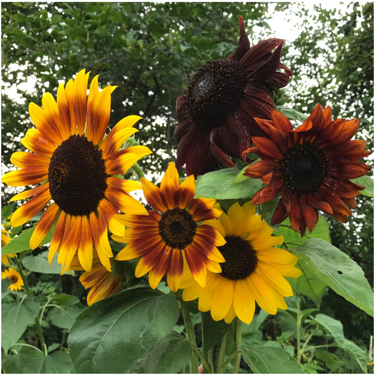 Helianthus Annuus Autumn Beauty Stunning Sunflowers With Autumnal Colors Flower Seeds