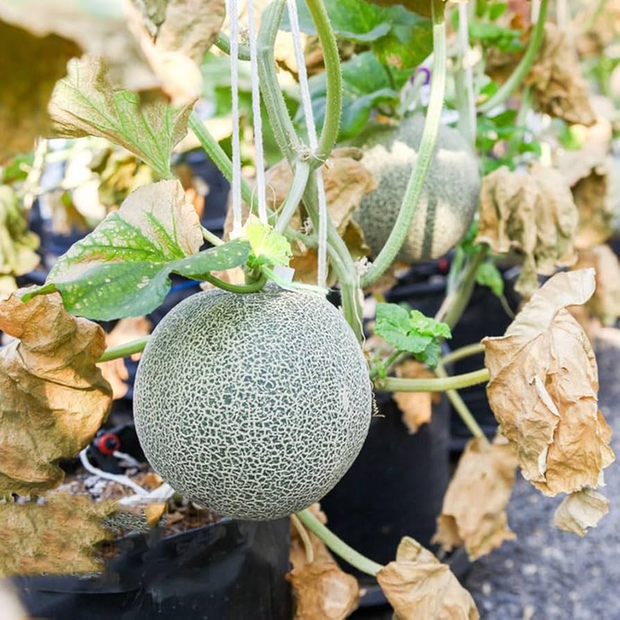 Honeydew Melon Cucumis Melo In
