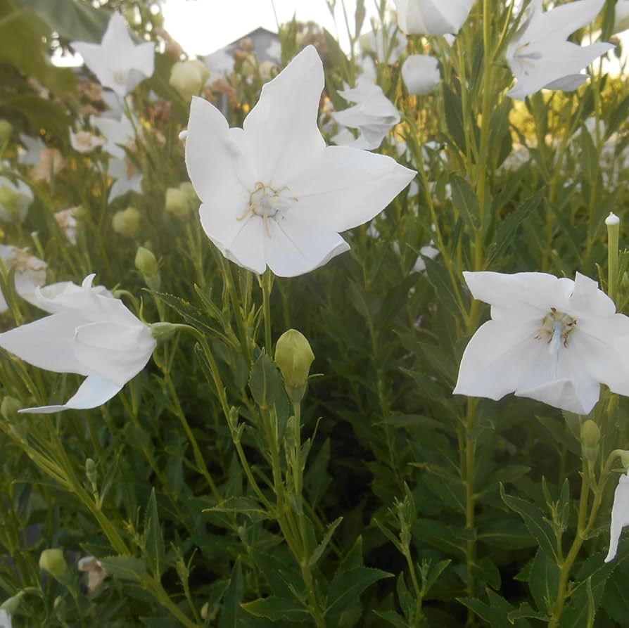 White Platycodon Balloon Flower