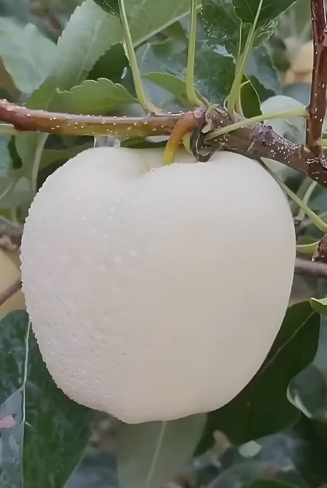 Apple Fruit White Fresh Trees