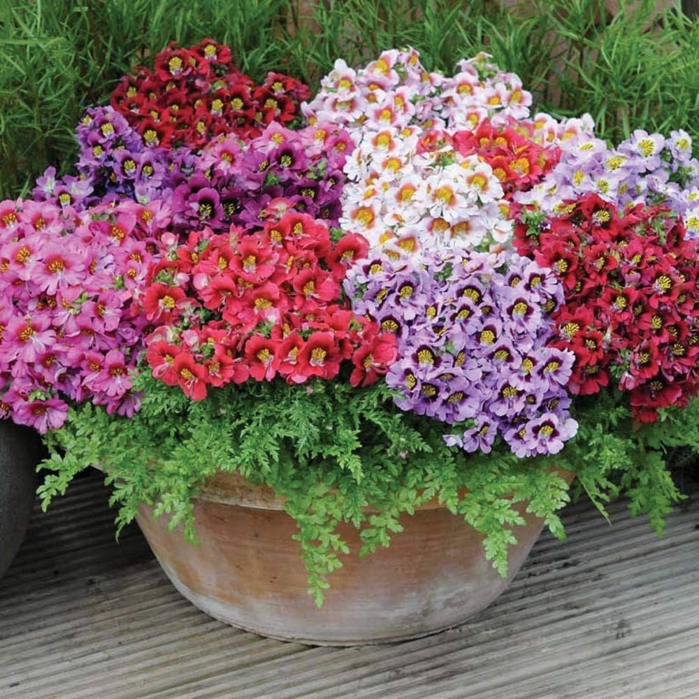 Erigeron Flower Seeds Rare Blooming Plants for Balcony & Outdoor Gardens Colorful - Heirloom Non GMO High Germination Or