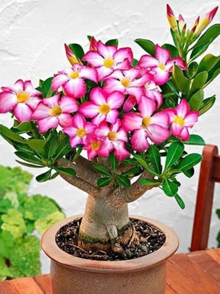 adenium obesum beautiful hardy desert rose seeds