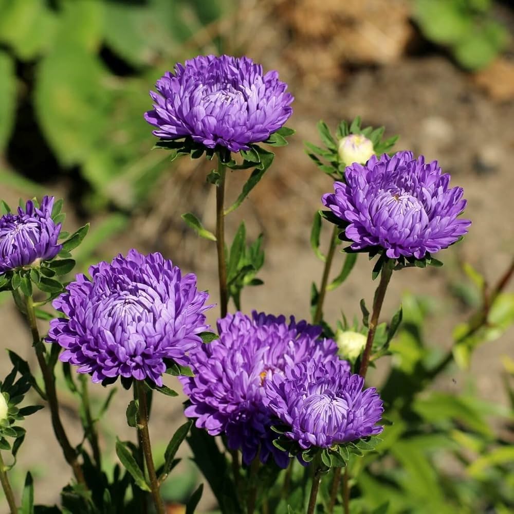 Aster Flower Aster Spp
