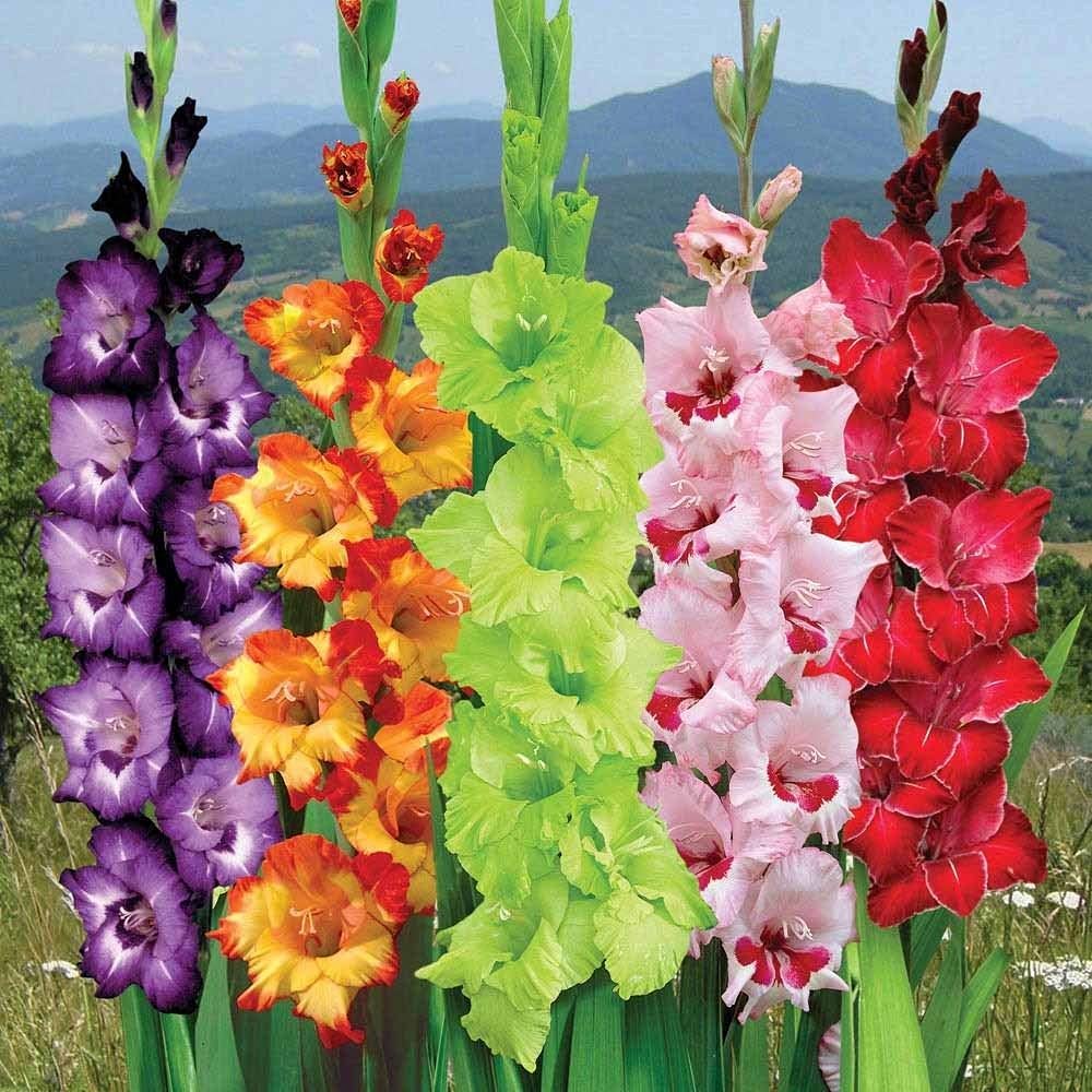 Gladiolus Flower Fresh Growing Gladiolus Flowers Flower Seeds