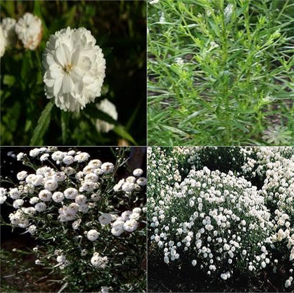 White White Heirloom Non Gmo Pearl Yarrow Swamp Yarrow Elegant Blooms In Your Garden Flower