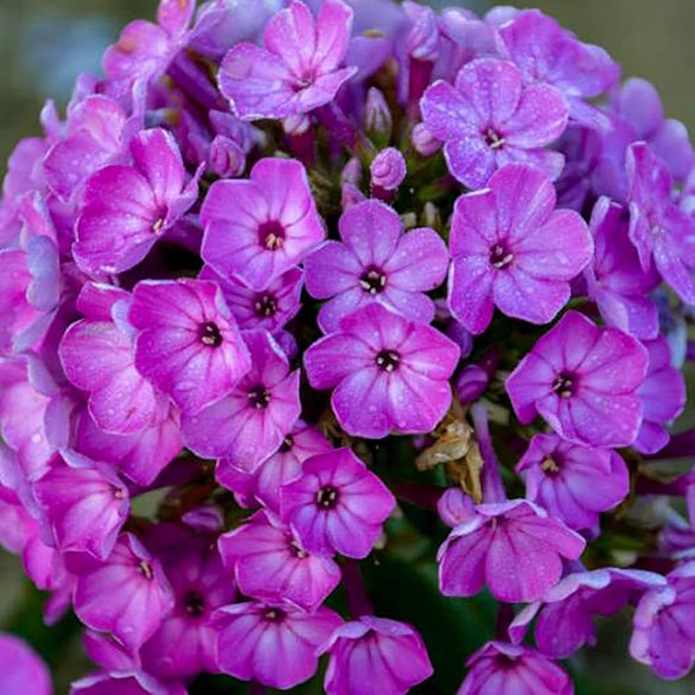 Phlox Flower Phlox Paniculata
