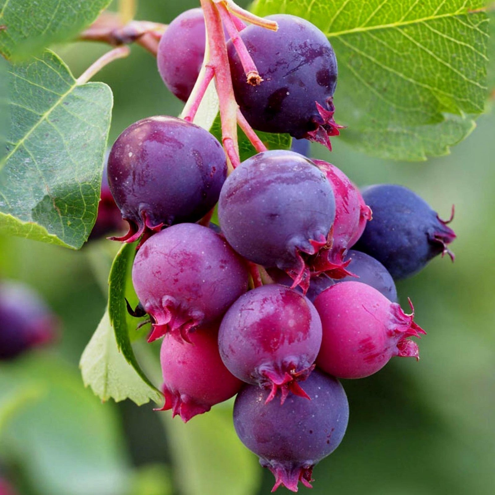 canadensis fruit a sweet and tangy Fruit Seeds