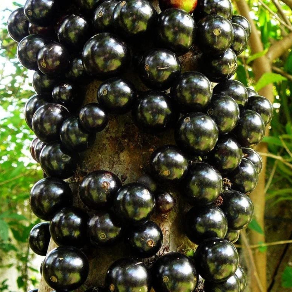 jaboticaba fruit unique brazilian grape tree Fruit Seeds
