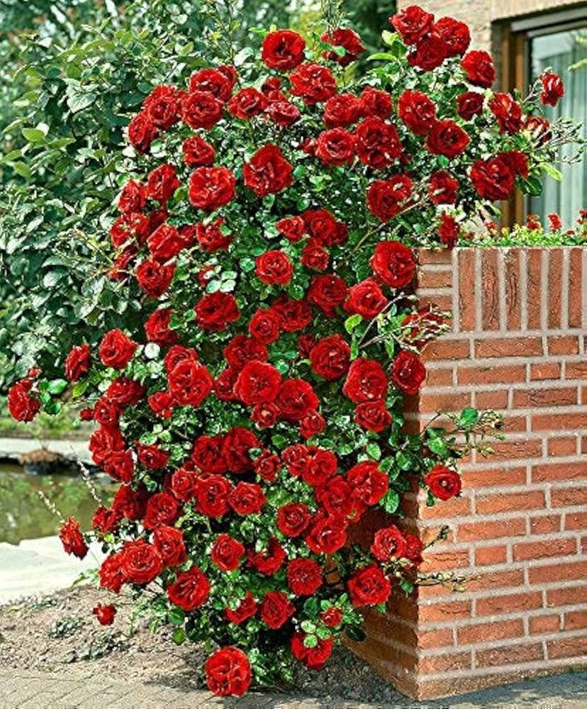 Red Hellgrau Rose Tree Colorful Diy Home Garden Plants With Bonsai Potential Flower Seeds