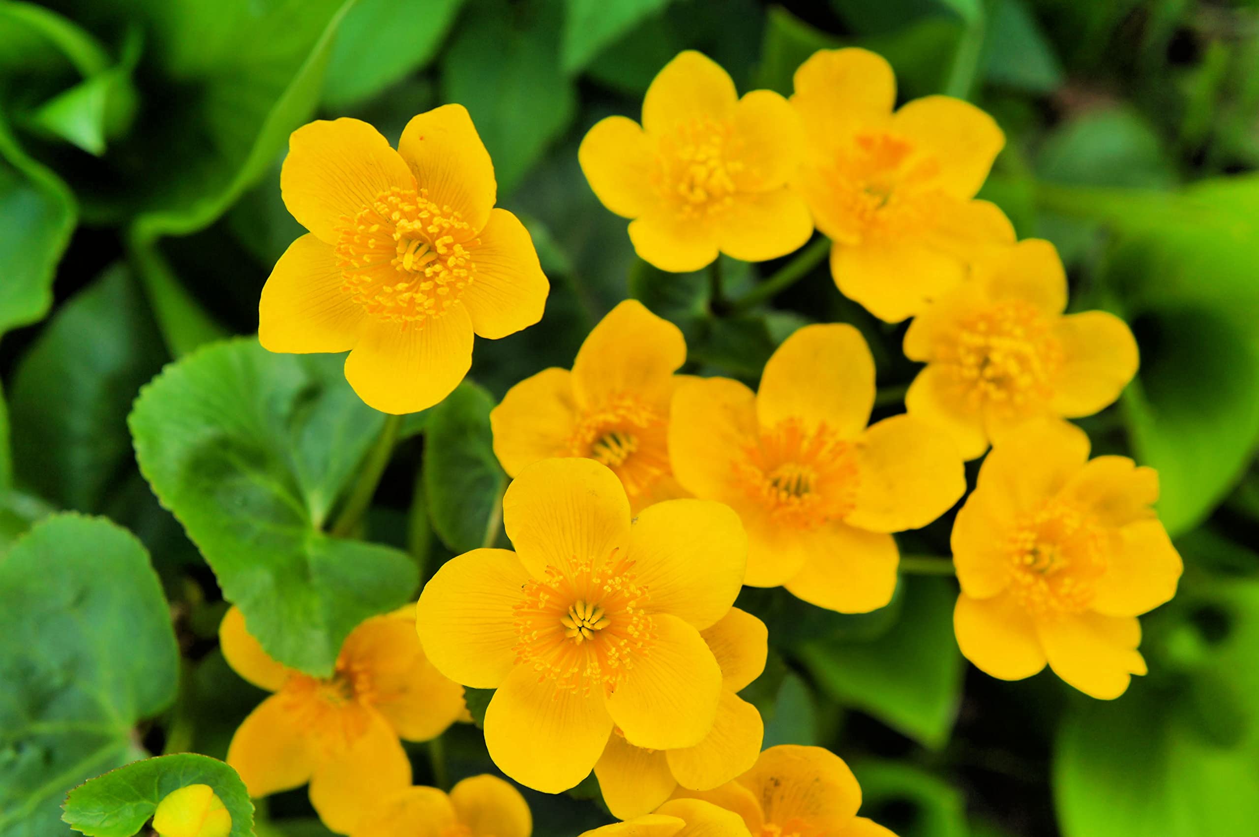 Caltha Flower Seeds for Colorful Landscape - Heirloom Non GMO Premium Flower Seeds for Home Garden Planting