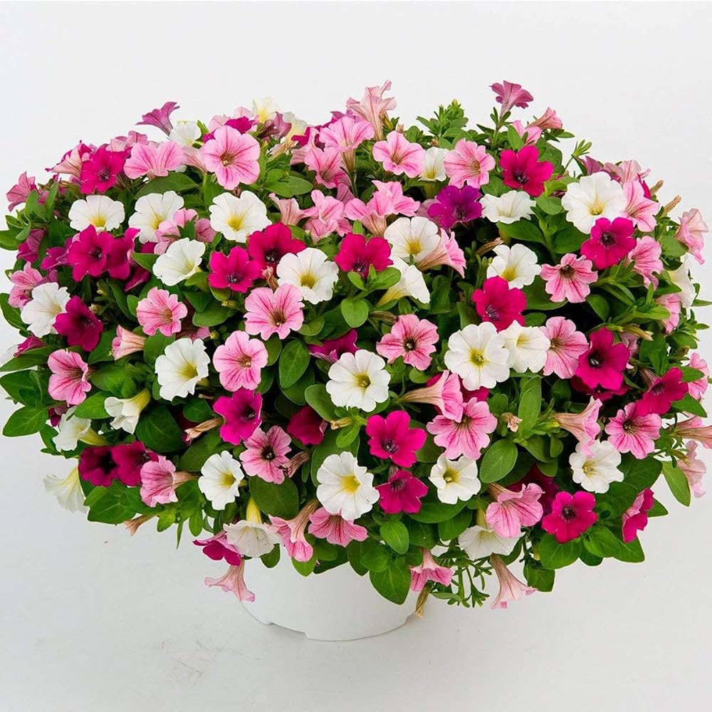 Petunia Flower Petunia X Hybrida