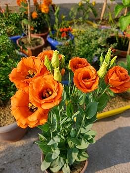 Orange lisianthus Flower Seeds,Orange Heirloom Non GMO High - Heirloom Non GMO High Germination Organic Flower Seeds