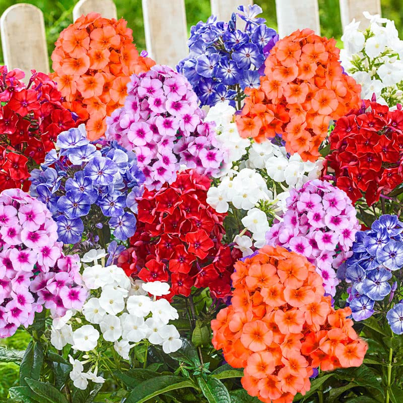 Heirloom Phlox Drummondii Calinia Mountain Linanthus Colorful Garden Flower Mix Flower Seeds