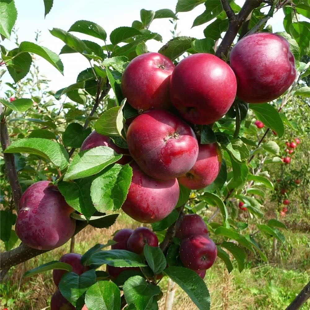 burgundy apple fruit for planting flavorful apples to grow in your yard Fruit seeds