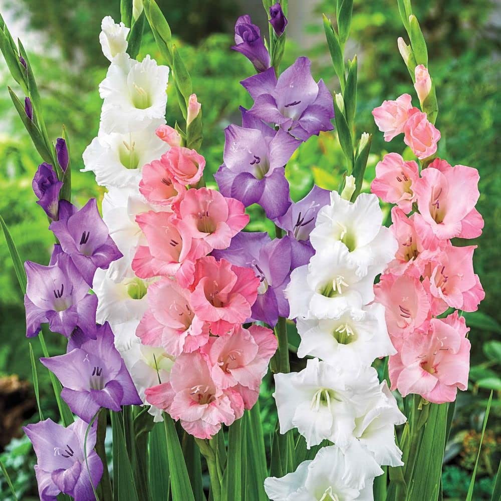 Gladiolus Flower Mixed Fresh Growing Beautiful Gladiolus Flowers Flower Seeds