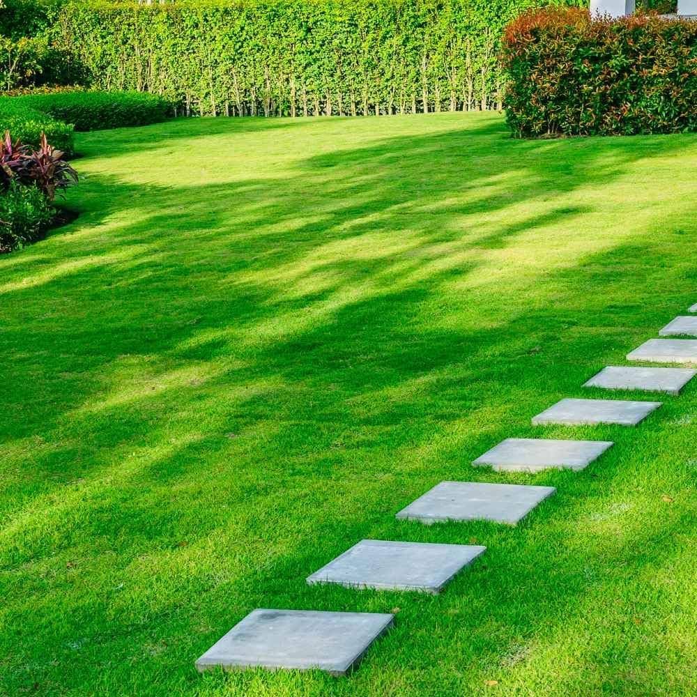 Colorful Turfgrass Rare Soft Grass Lawn