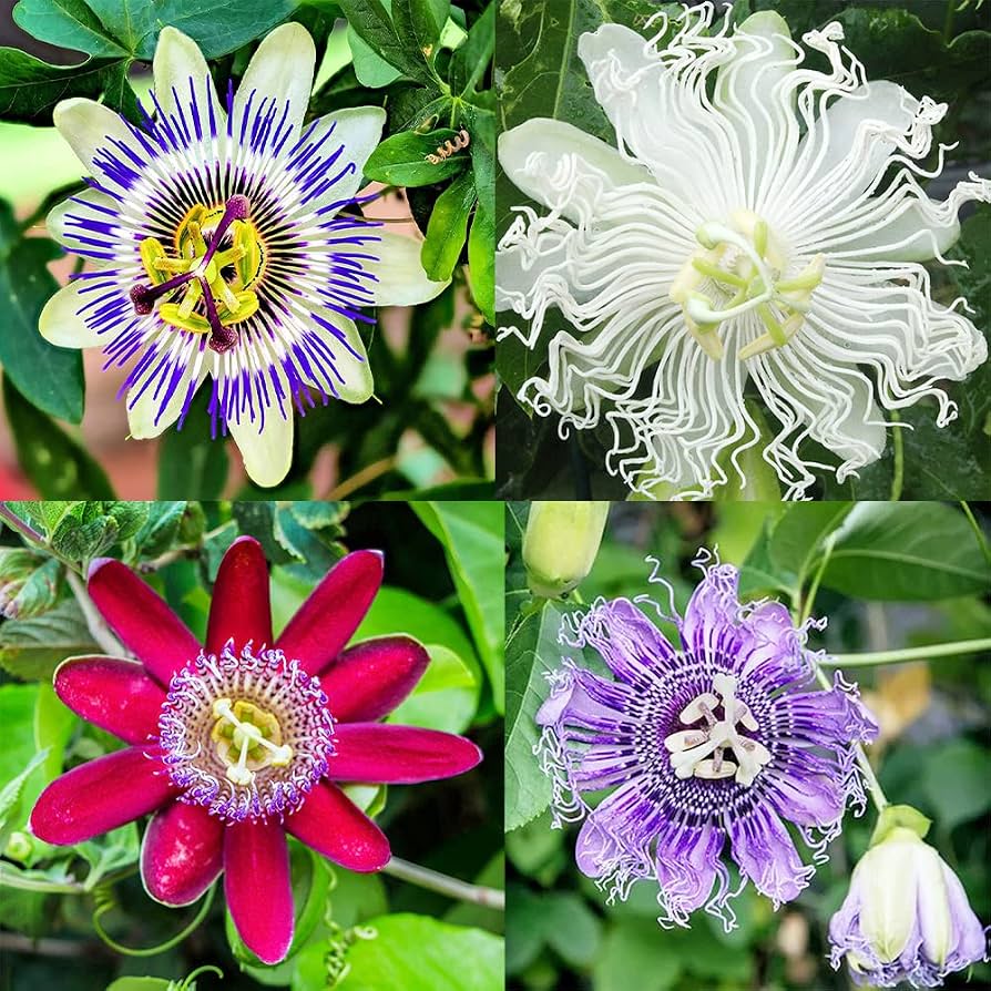 Mixed passiflora flower seeds for planting - Healthy Harvest Growing Heirloom, Non-GMO for Home Garden