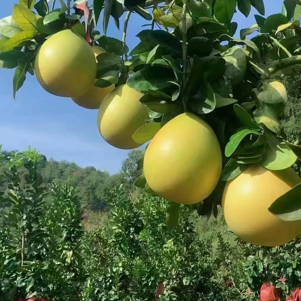 Pomelo Fruit Growing Large Sweet Citrus Fruits Gmo Free For Home Fruit Seeds