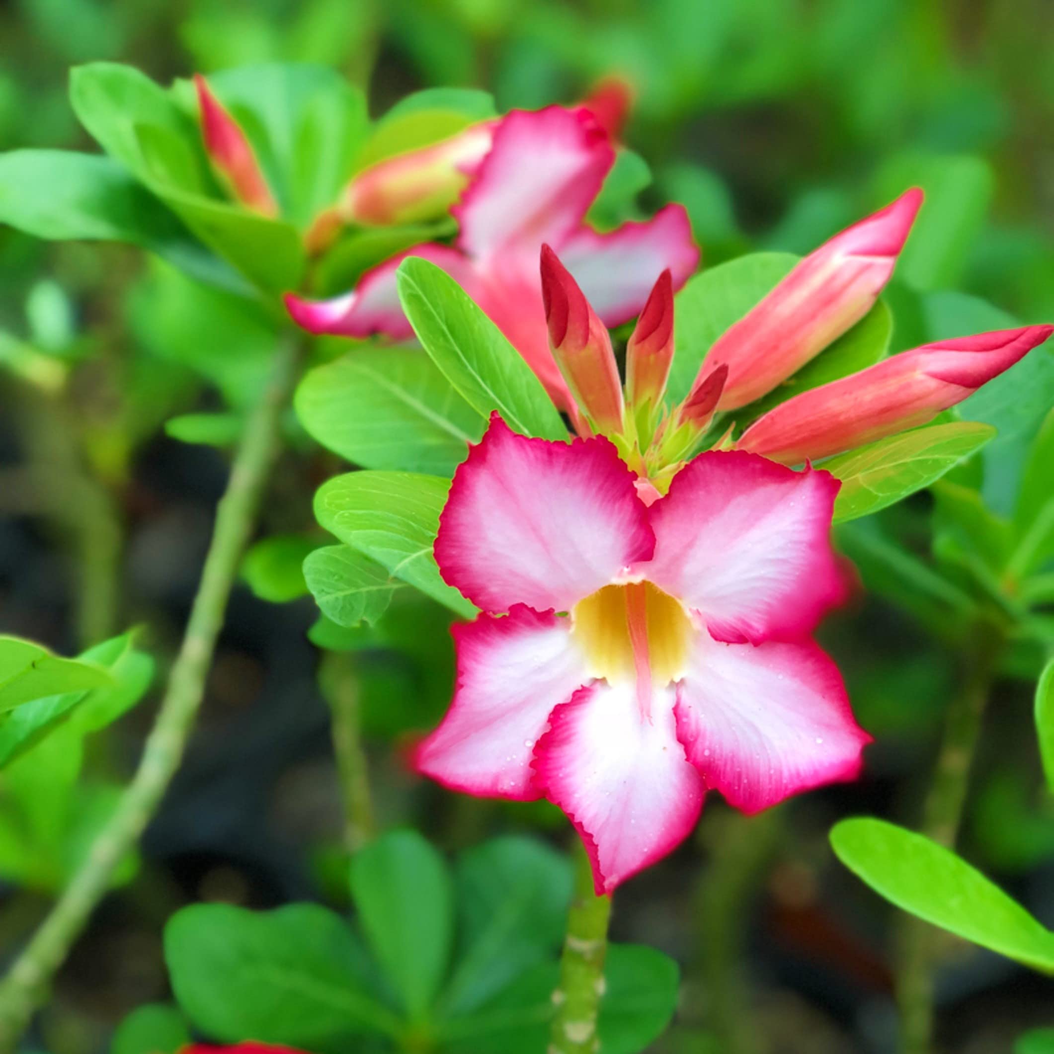 Pink Morning Glory Desert Rose