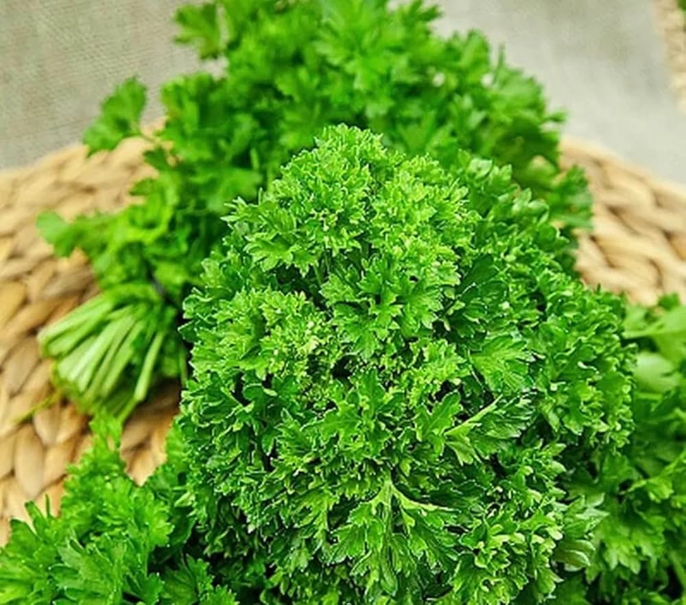 parsley petroselinum crispum herb garden Fruit Seeds
