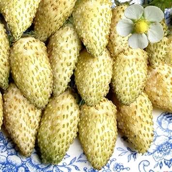 cream strawberry fruit for a unique harvest heirloom non gmo Fruit seeds