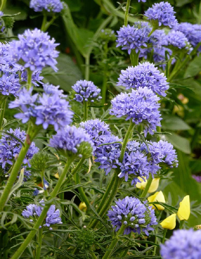 Blue Globe Gilia Gilia Capitata