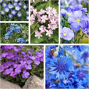 Blue Purple Flower Garden Annual