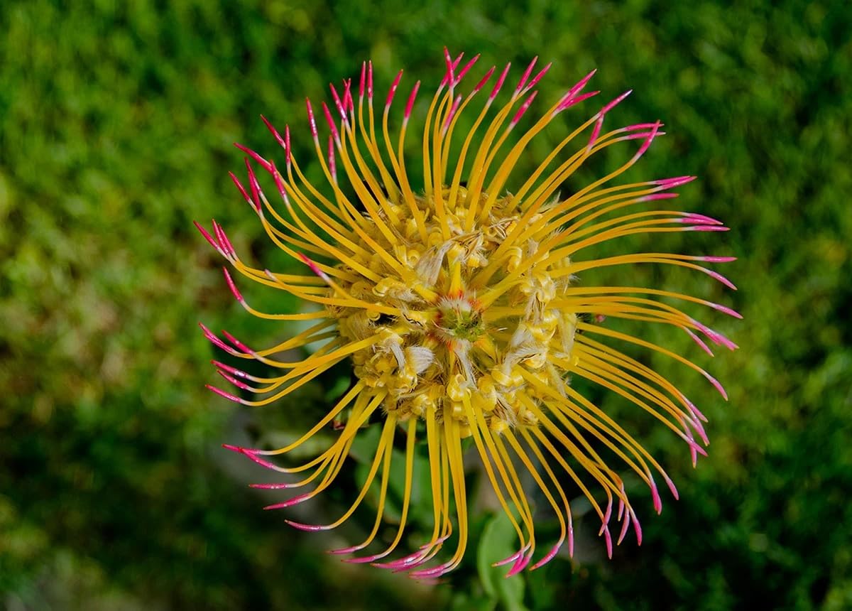 Yellow Pinkish Pincushion Flower Seeds
