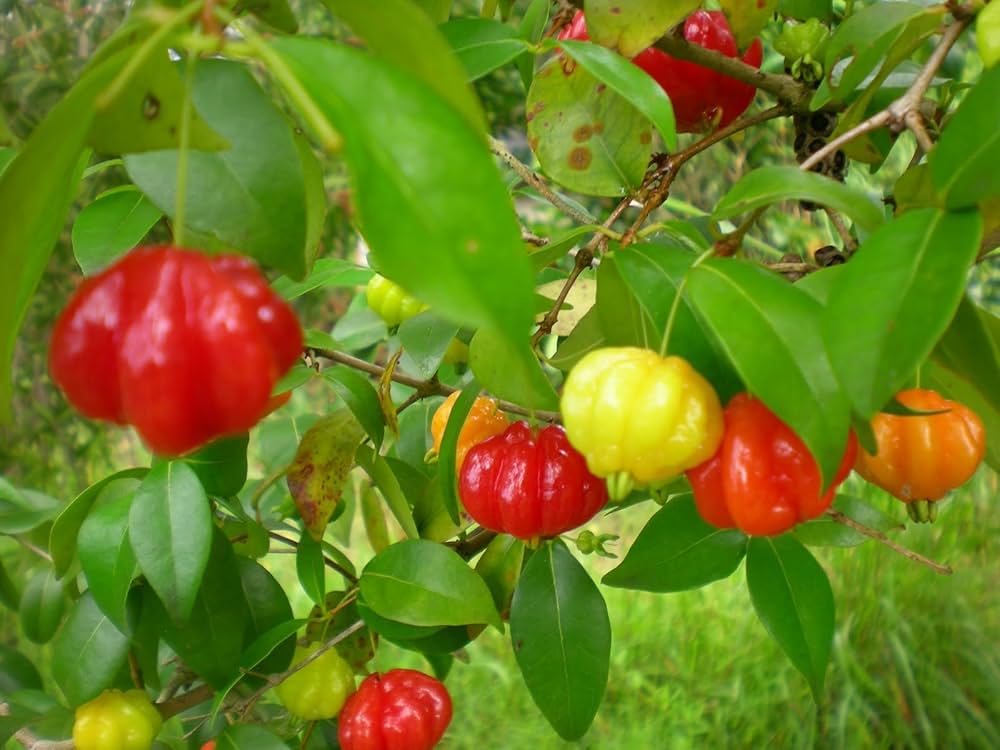 Pitanga Fruit Seeds