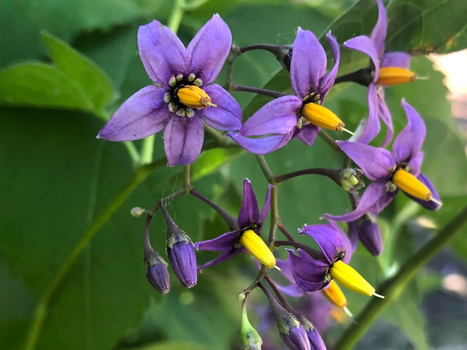 Purple Solanum Dulcamara Flower Seeds