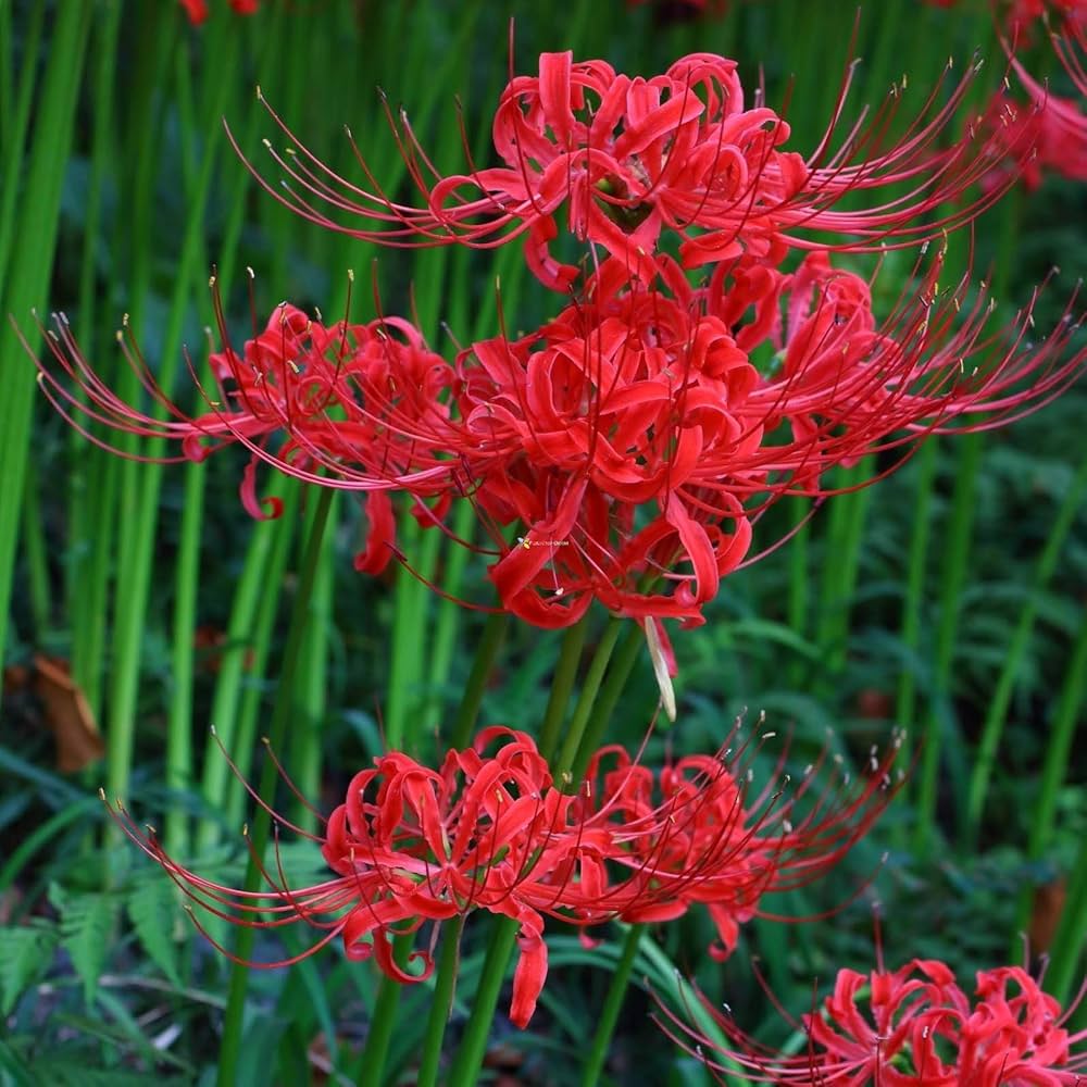 Lycoris Flower In Colors Top