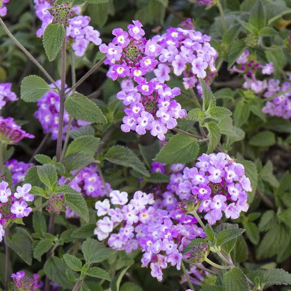 Violet Lantana Flower Seeds