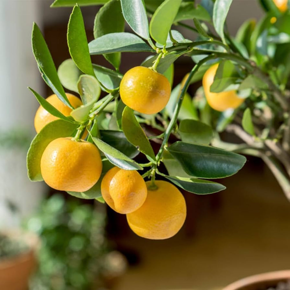 davao pomelo fruit unique citrus for home gardens Fruit seeds