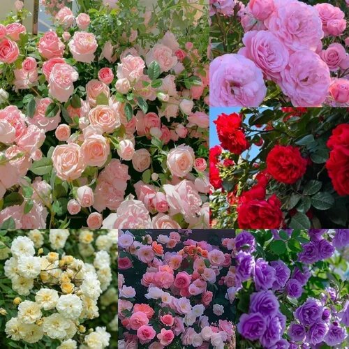 Mixed Climbing Rose Flower – Heirloom, Non GMO, High Germination Seeds - Heirloom Non GMO High Germination Organic Flow