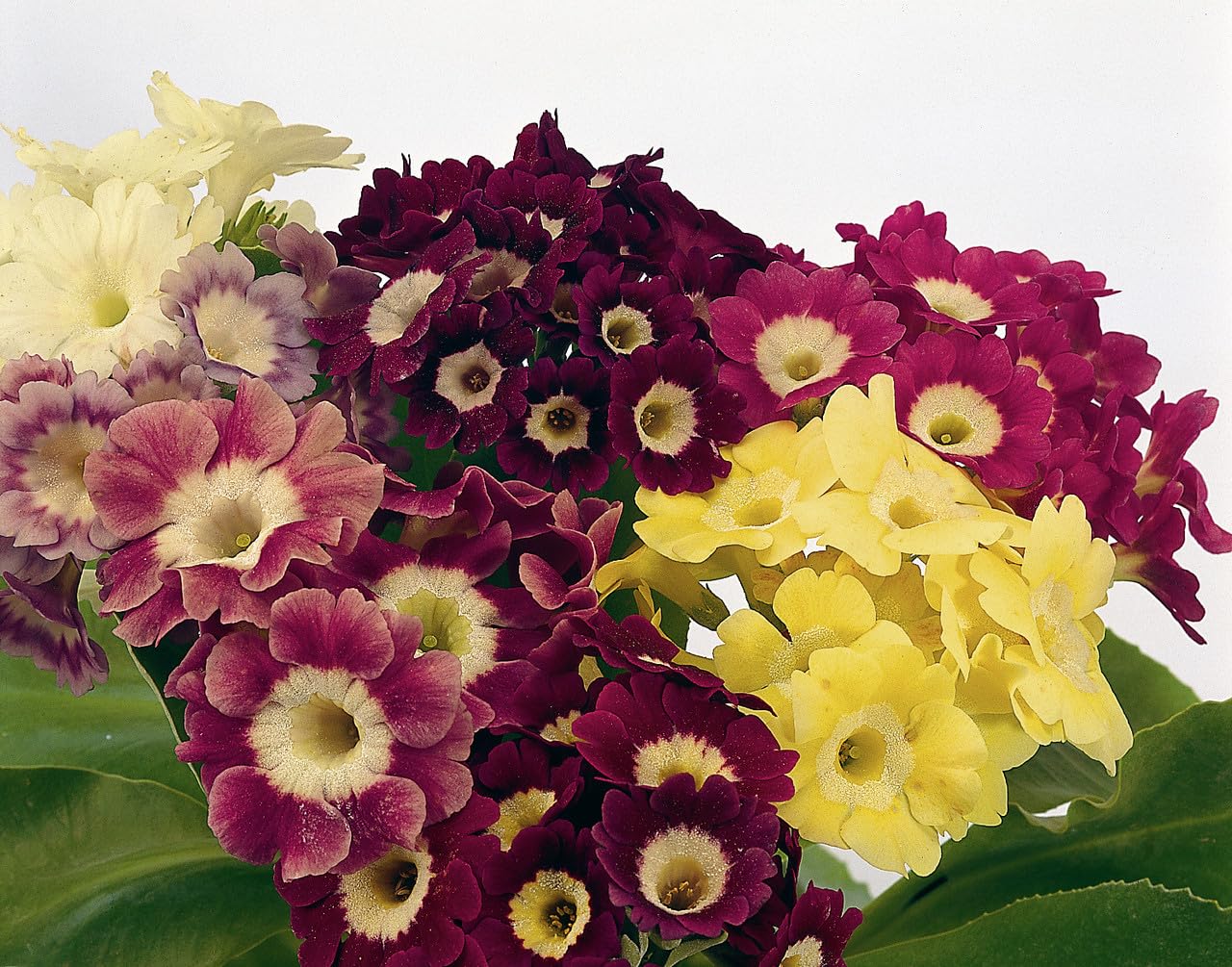 Primula Auricula Flower Seeds