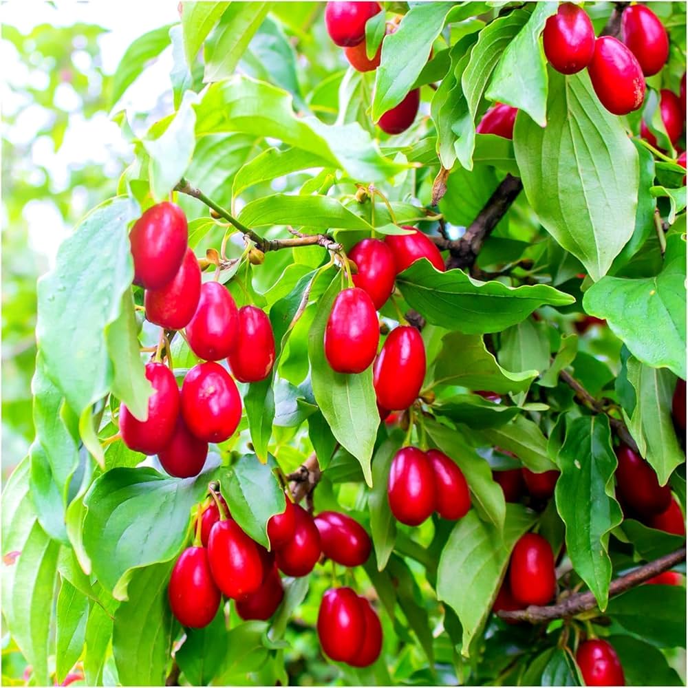 Ilex Aquifolium English Holly Ideal For Bonsai Or Ornamental Gardens Fruit Seeds