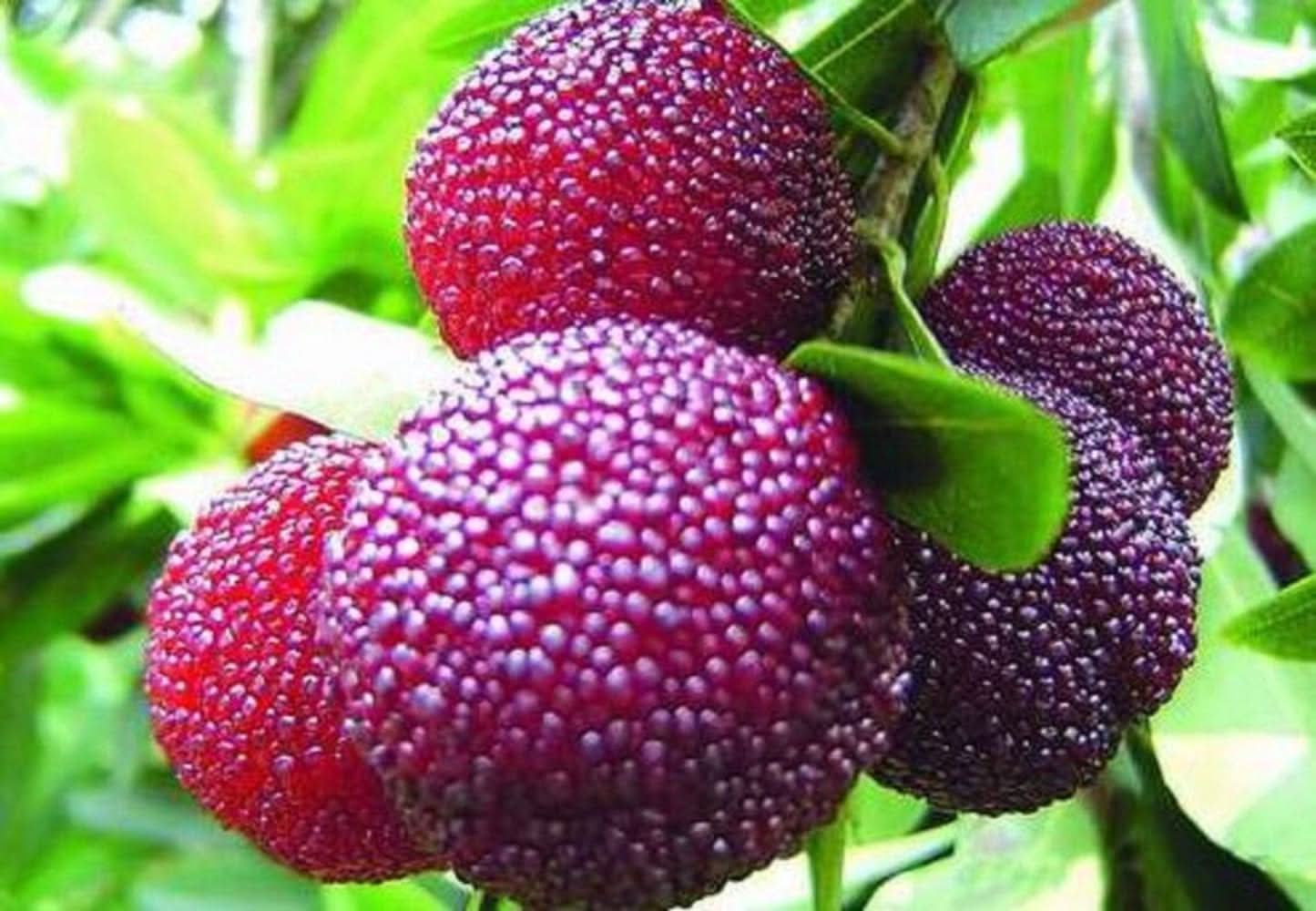 Myrica Rubra Chinese Bayberry Fruit Growing Beautiful And Fragrant Trees Fruit Seeds