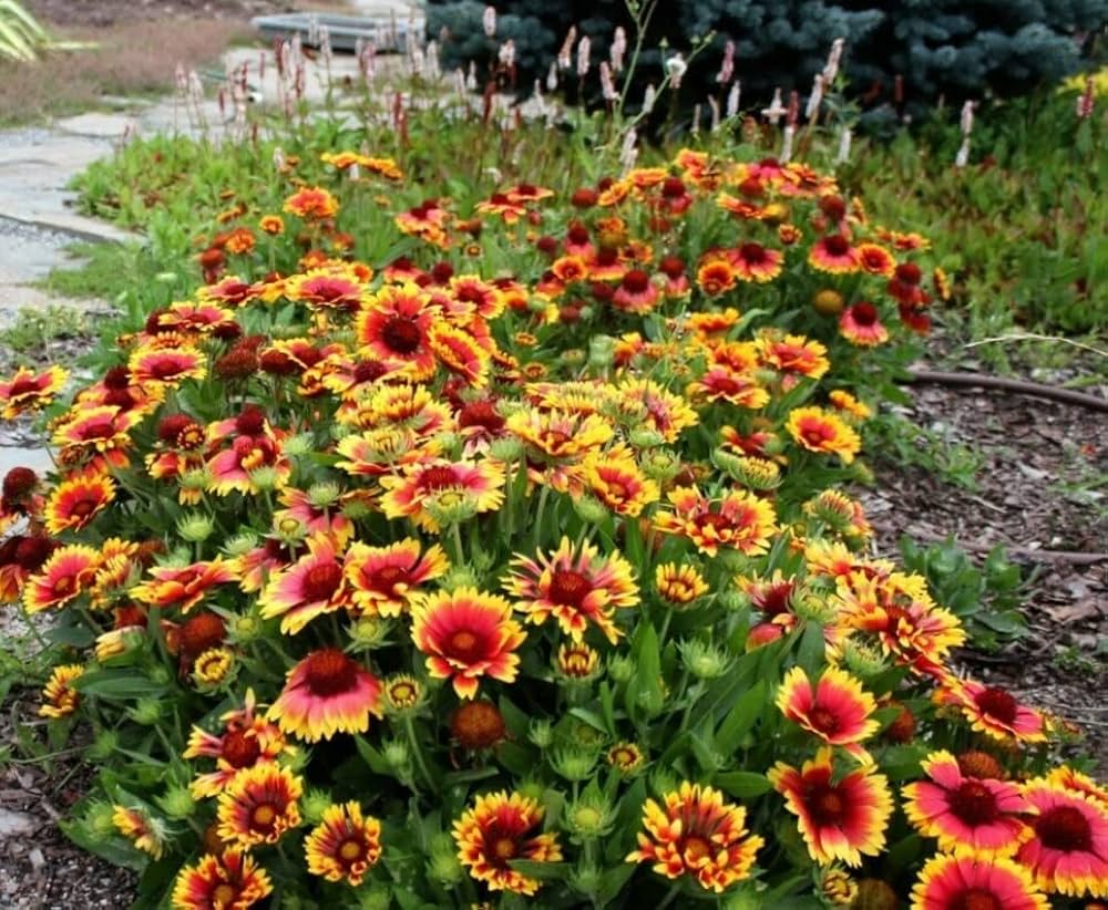 Goblin Blanketflower Gaillardia