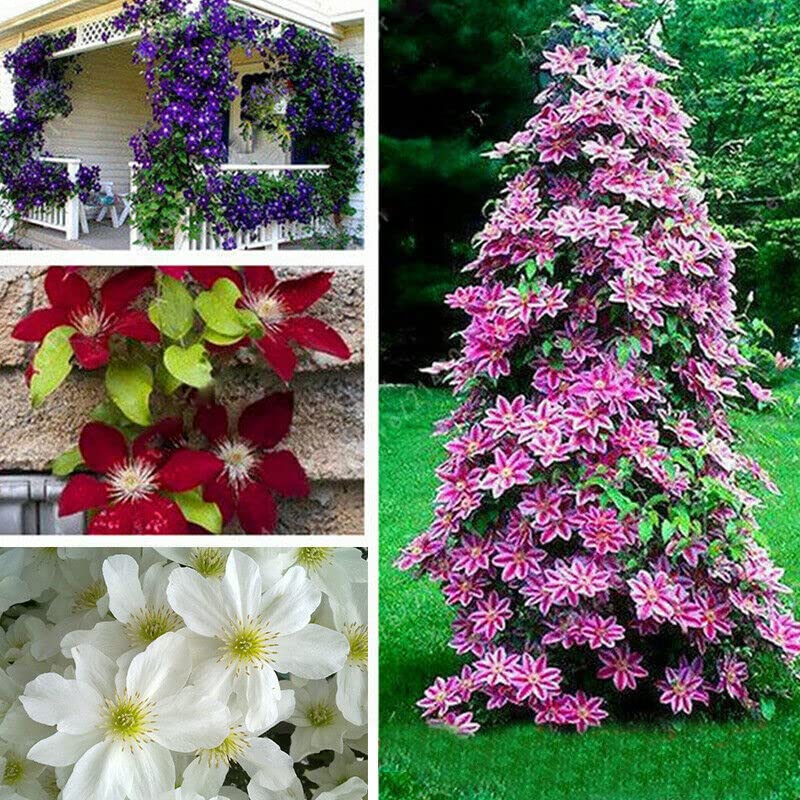 Mixed Clematis Flower Seeds - Heirloom Non GMO High Germination Garden Planting Seeds