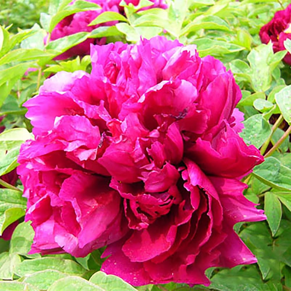 chinese peony paeonia in flower bed garden