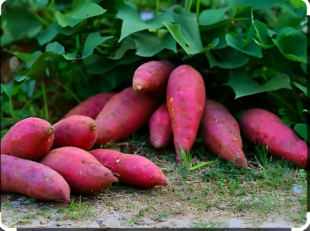 Yellow Sweet Potato Ipomoea Batatas