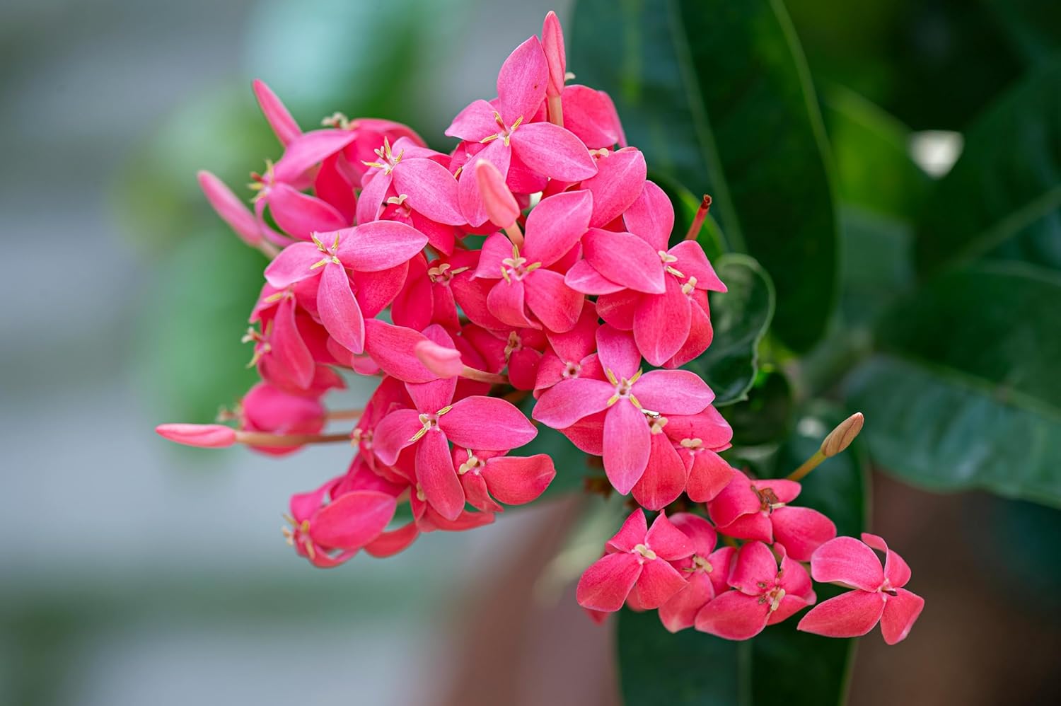 Jasmine Flower Seeds