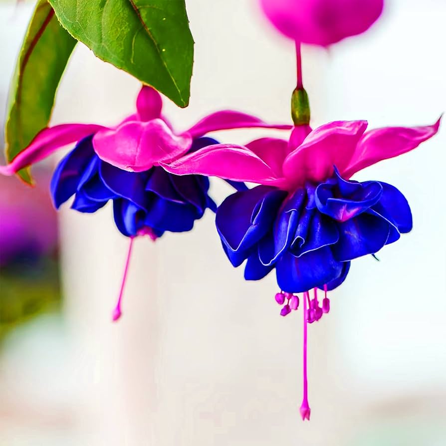 Blue Red Fuchsia Flower Double Petals Fresh