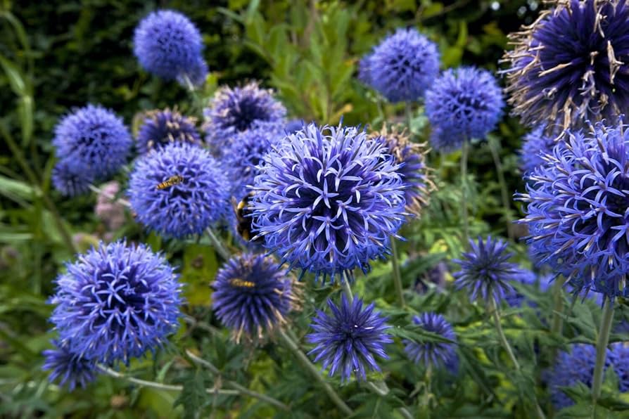 Globe Thistle Echinops Ritro