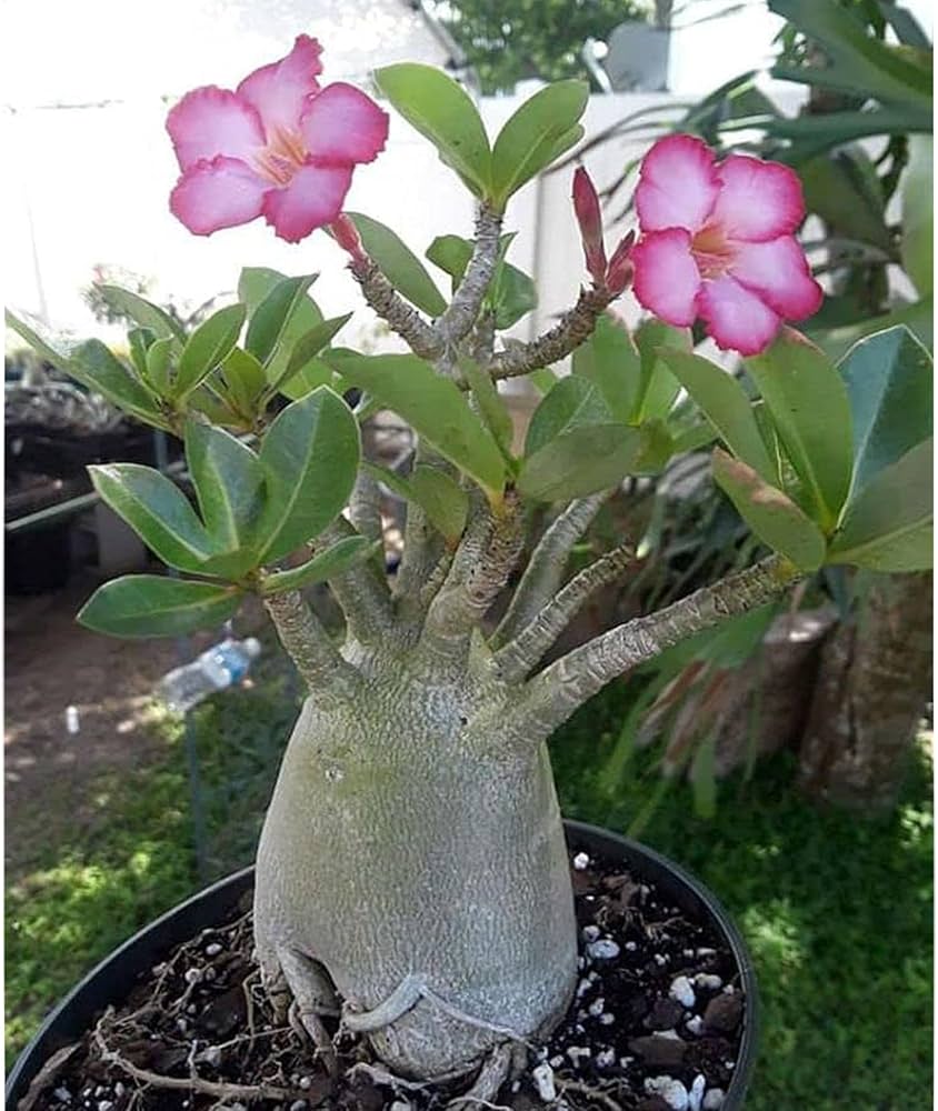 Adenium Obsum Desert Rose Nang Ngam Flower Seeds