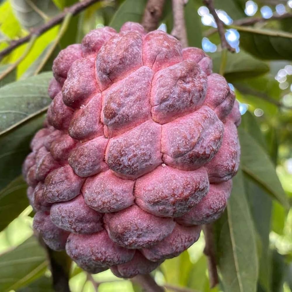 sugar apple annona squamosa tropical fruit groves