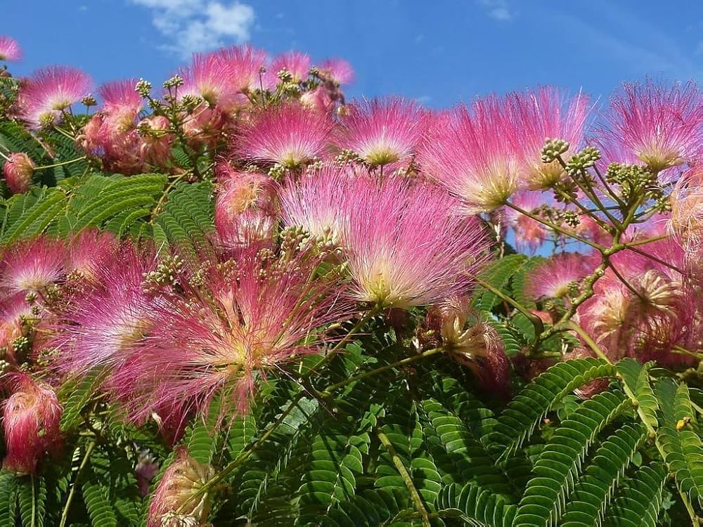 Albizia Flower Albizia Julibrissin