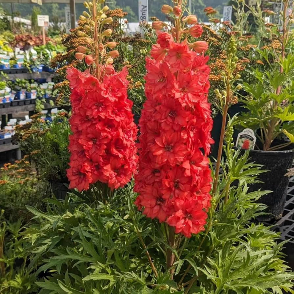 Red Giant Delphinium