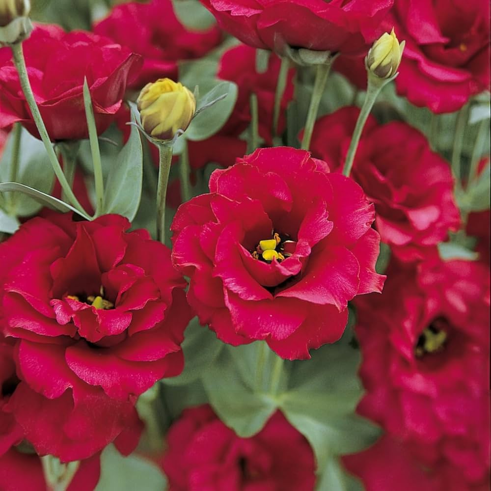 Eustoma Flower Seeds Mixed - Heirloom Non GMO High Germination Garden Seeds
