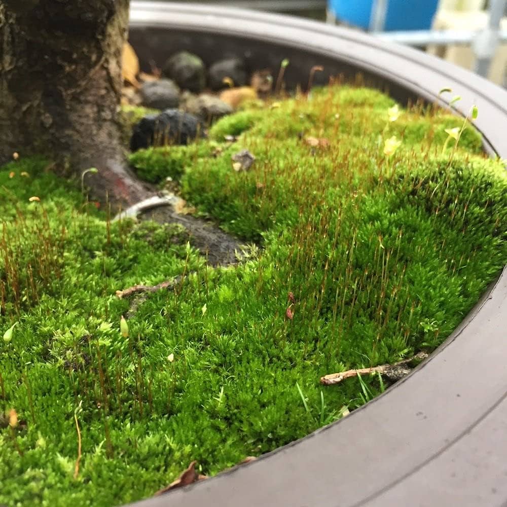 Kyoto Moss Spores And Detailed Growing Guide Indoor Outdoor Oz